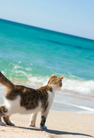 Cat at the beach.